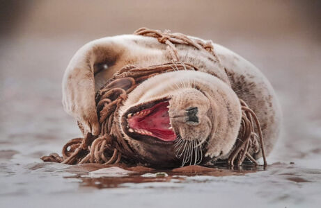 Seelöwe, der sich in einem Fischernetz verfangen hat