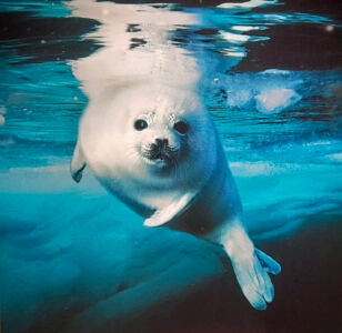 Seelöwe unter Wasser