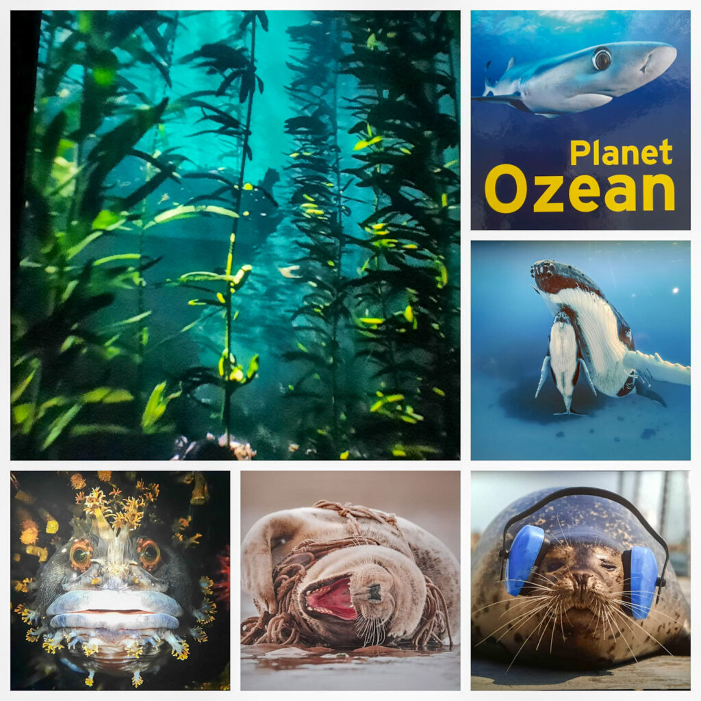 Ausstellung „Planet Ozean“ im Gasometer Oberhausen